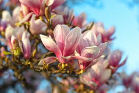 Ste vedeli, da so cvetovi magnolije užitni?