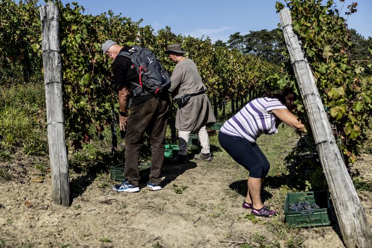 V Goriških brdih je trenutno okoli 2000 hektarov vinogradov, polovico jih obdeluje 200 vinogradniških družin, kooperantov briške kleti. | Foto: Ana Kovač