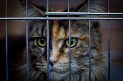 Mačka v zapor tihotapila mobilne telefone