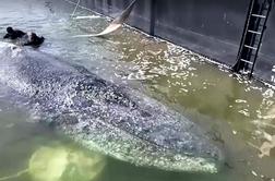 Reševali so jo znova in znova, a je dočakala tragičen konec #video
