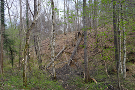 Vetrolom gozdovi
