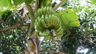 Banane - sadež, poln pesticidov in pridelan na izkoriščevalskem delu