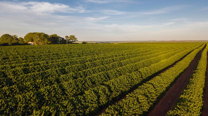 nasad kave, Minas Gerais, Brazilija | Foto: Shutterstock