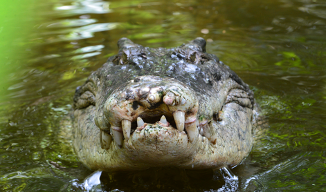 Obsežna iskalna akcija sedemdesetih pobeglih krokodilov #video
