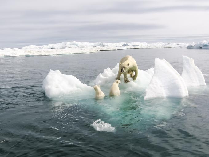 arktika polarni medved | Foto: Getty Images