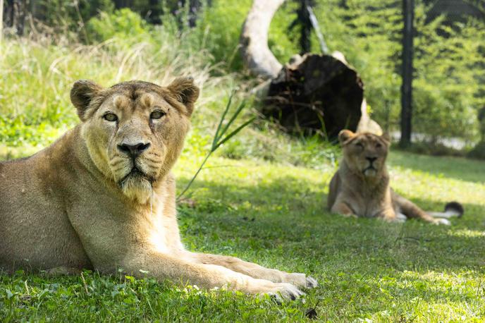 levinja, ZOO Ljubljana | Levinji Živana in Čaja sta se po njihovem opažanju lepo ujeli in spoprijateljili. | Foto Petra Hrovatin/ZOO Ljubljana