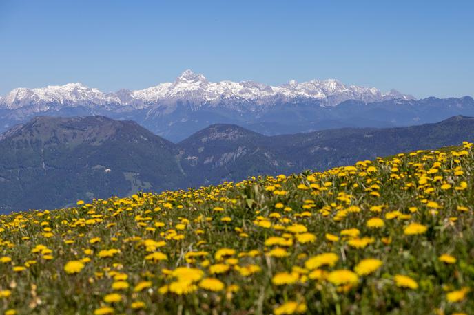 pohod na Blegoš | Majski Blegoš – prekrit z rumeno preprogo regrata in s pogledom na Triglav | Foto Matej Podgoršek