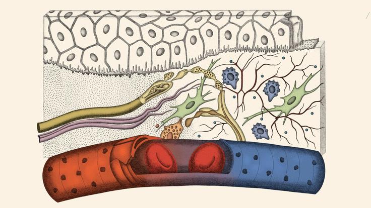 Prikaz dogajanja med krvno žilo in celicami, kjer snovi iz hrane, pijače, zdravil in dopolnil po krvi pridejo do zunajceličnega prostora in šele nato vstopijo v celico. Gre za proces, pri katerem snovi po kapilarah dosežejo območje med žilo in celico ter morajo skozi zunajcelični prostor do celične membrane. Prav v tem vmesnem prostoru po razlagi sogovornika pogosto nastajajo zastoji, zaradi katerih imajo celice slabši dostop do hranil in hkrati oteženo odvajanje presnovnih stranskih produktov, kar lahko dolgoročno vpliva na njihovo delovanje. | Foto: arhiv ponudnika