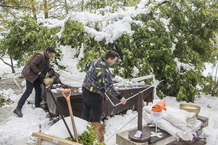 Delavci Arboretuma s šotorov v parku odstranjujejo sneg, režejo in pospravljajo polomljeno vejevje ter pripravljajo park na ponovno odprtje.  | Foto: Matej Leskovšek