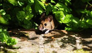 Še eno "mišje leto": prijavljenih že več kot 200 primerov mišje mrzlice #video