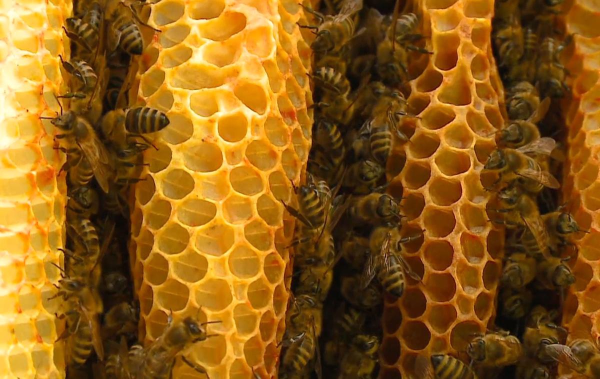 Čebele | Foto zajem zaslona