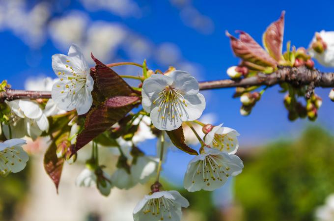 Se strinjate, da najlepše cveti prav češnja? | Foto: Thinkstock