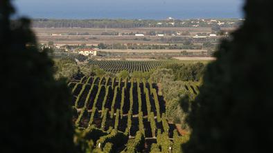 Italijani za boljši posel v svoje vinograde vabijo arheologe