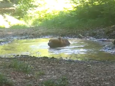 Tako se živali v gozdu ohladijo pred hudo vročino #video