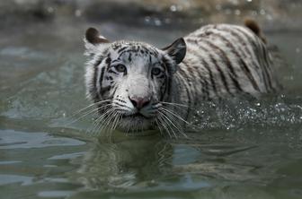 Pobegli tiger v Gruziji ubil moškega