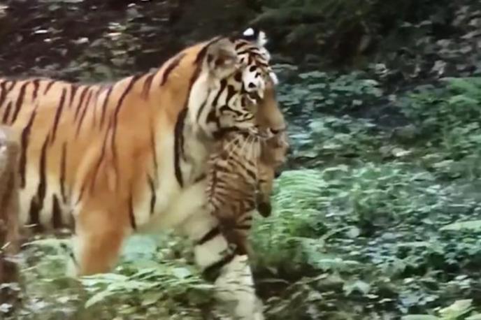 Tiger | Mama Arisa mladim tigrčkom pomaga raziskovati zunanji svet. | Foto ZOO Ljubljana