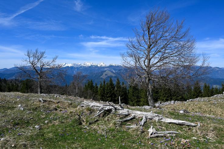 Na severnem robu Menine planine. Pogled proti Kamniško-Savinjskim Alpam. | Foto: Matej Podgoršek
