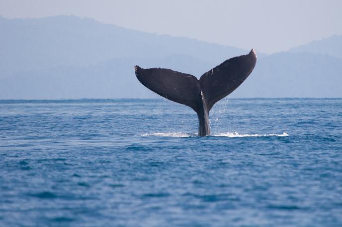 Kit | Ladja naj bi po mnenju pomorskih biologov trčila v kita. | Foto Getty Images