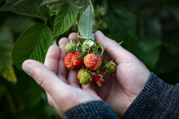 Sveži sezonski in lokalni pridelki so najkakovostnejši in omogočajo uživanje polnovredne in zdrave hrane.  | Foto: Ana Kovač
