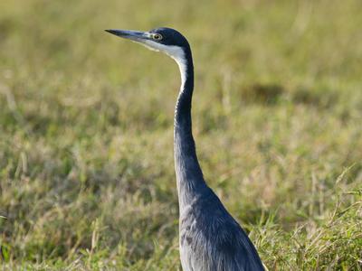 Na vzhodu države potrdili ptičjo gripo pri labodih in čaplji