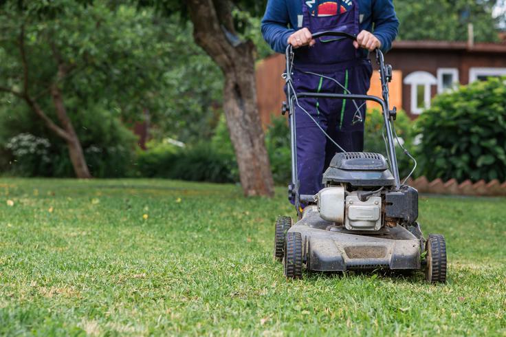 Prvo košnjo zelenice opravite, ko trava zraste do okoli 8–10 centimetrov. | Foto: Shutterstock