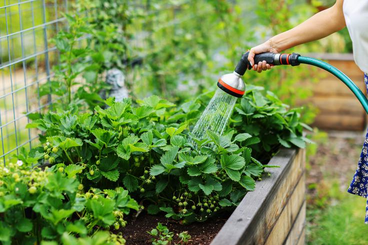 Rastline v posodah je običajno treba zalivati pogosteje kot rastline v zemlji. | Foto: Shutterstock