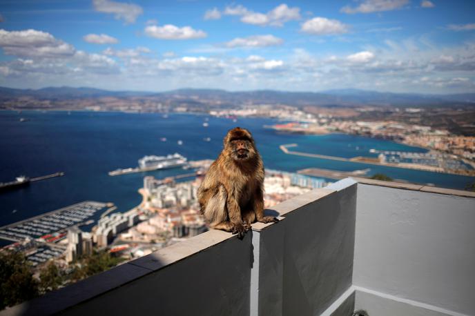 Gibraltar | Gibraltar je britansko čezmorsko ozemlje na južni obali Španije in s pogledom na ožino do Afrike. Ima le 34 tisoč prebivalcev in je edini kraj v Evropi, kjer živijo opice v divjini. | Foto Reuters