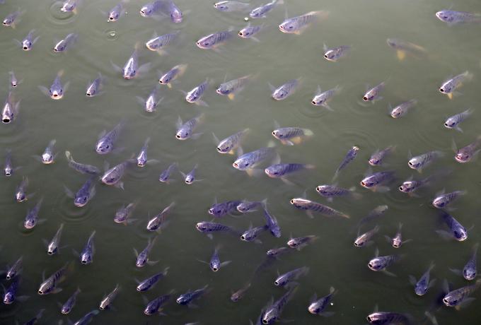 ocean morje ribe | Foto: Reuters