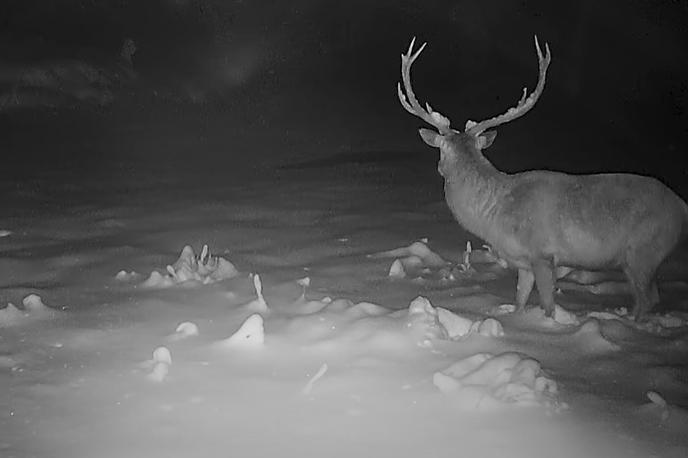 Jelen, sneg, divja žival | Je jelena v zimski pokrajini rešil dober vid, voh ali sluh? | Foto Facebook/Lovska družina Col