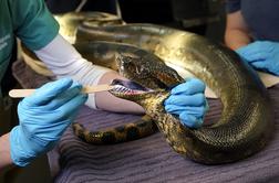 Pri sosedih ilegalno gojili nevarne plazilce, našli petmetrsko anakondo