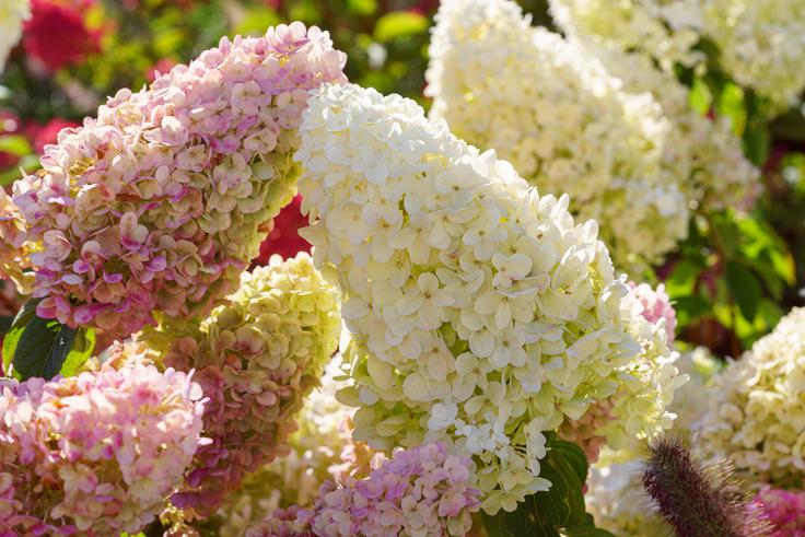 Lataste hortenzije z značilnimi koničastimi cvetovi poletno sonce prenašajo bolje kot kmečke. | Foto: Shutterstock