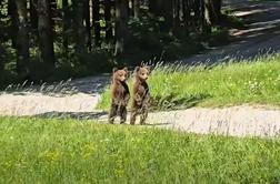 Gozdar naletel na medvedko z mladičema, en prizor ga je raznežil #video