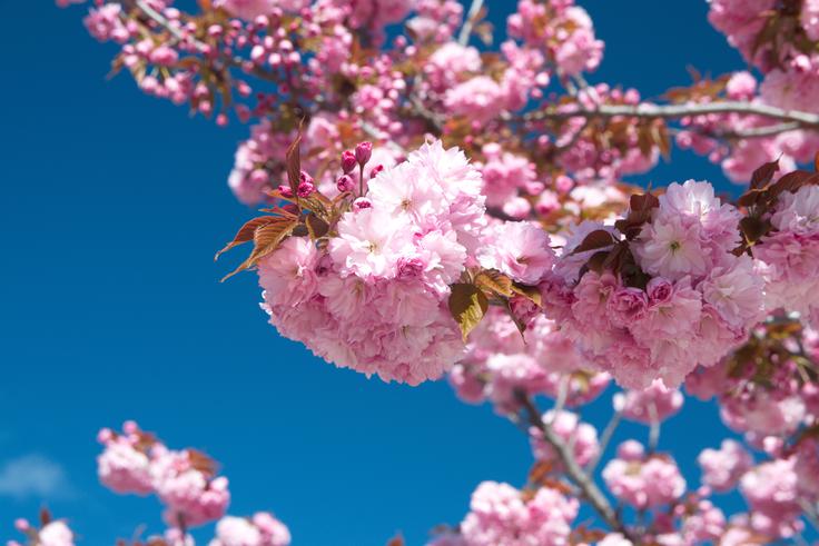 V teh sicer krasnih cvetovih skorajda ni peloda in nektarja, zaradi njihove strukture pa se vanje žuželke tudi težko prebijejo. | Foto: Shutterstock