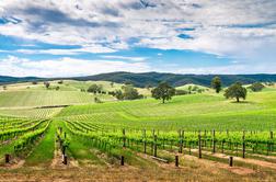 Ste vedeli, da je oče avstralskega vinogradništva pravzaprav Škot?