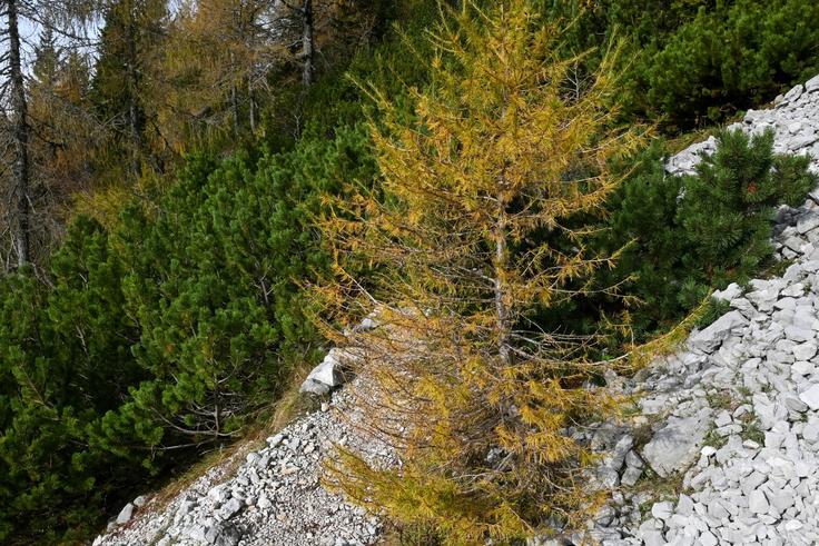 Pot proti Vrtači in Srednjemu vrhu | Foto: Matej Podgoršek