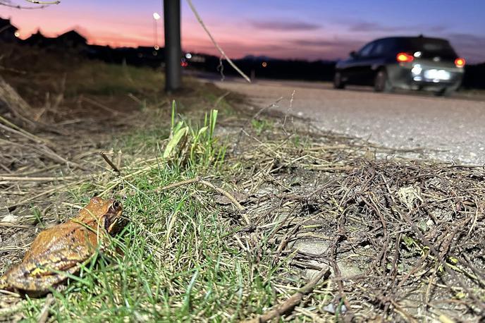 žabe, selitev, pomoč | Pod avtomobilskimi kolesi pogine tudi polovica lokalnih populacij. Samo v Ljubljani in okolici je več kot sto tako imenovanih črnih točk, kjer dvoživke množično prečkajo ceste. | Foto Pomagajamo Žabicam/Facebook