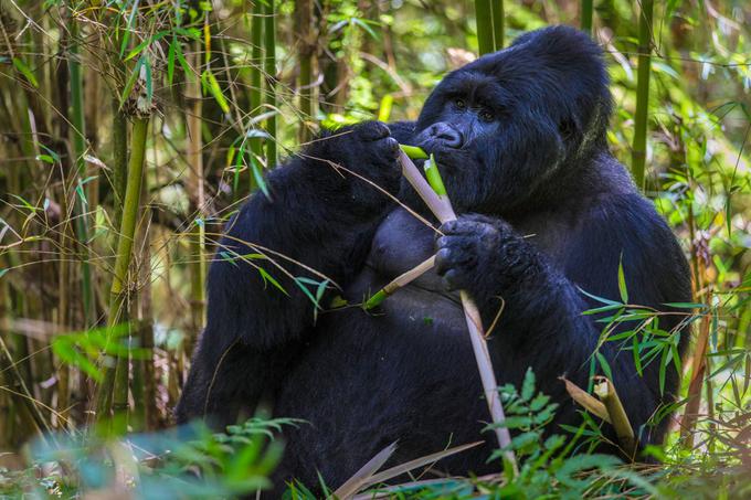 Gorska gorila v narodnem parku Mgahinga v Ugandi | Foto: Marcus Westberg