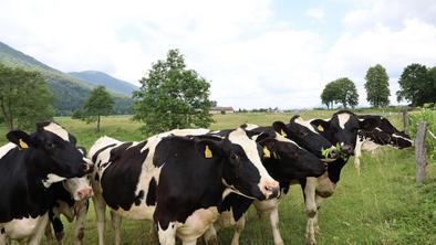 Za blagovno znamko Anton se skriva slovenska agroživilska veriga, združena v Skupino Farme Ihan, kmalu Skupino Anton