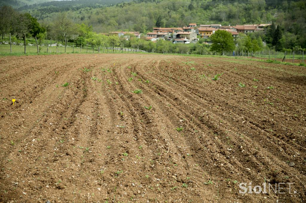 Ekološka kmetija Brinjevka Kras socialna kmetija