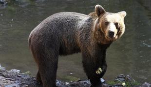 V bližini Sevnice medved poškodoval panje