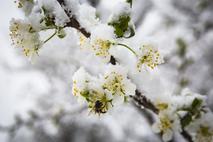 sneg zima pozeba pomlad cvetenje sadno drevje tulipani rože