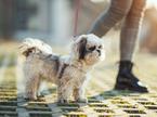 Shih tzu, pes, pasma