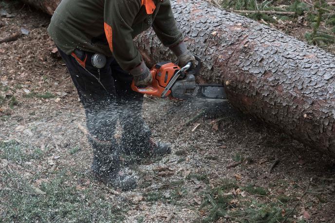sečnja, gozd, nesreča | Nesreča se je zgodila pri delu v gozdu.  | Foto Shutterstock