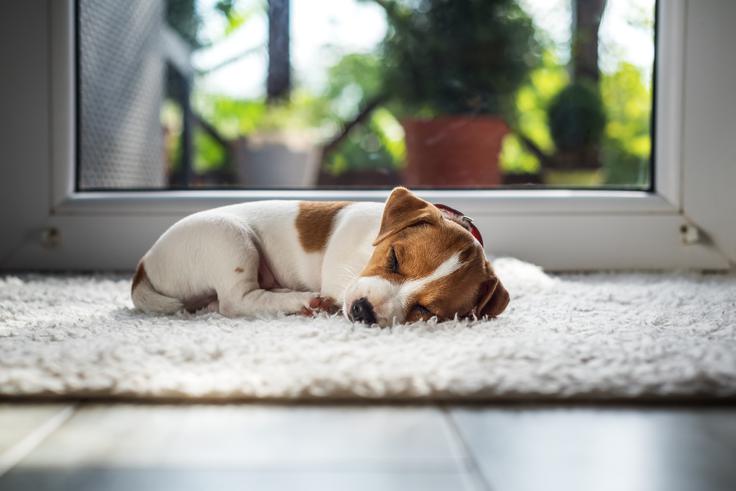 kuža | Foto: Thinkstock