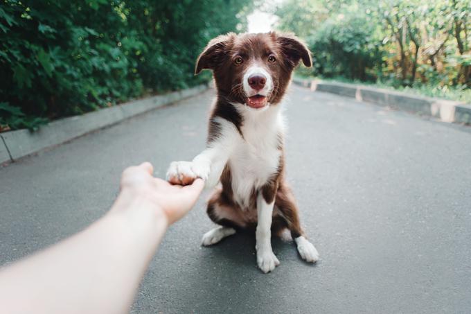 Test lahko opravimo tudi tako, da psu ponudimo priboljšek in mu ukažemo, naj nam v dlan položi šapo. | Foto: Shutterstock