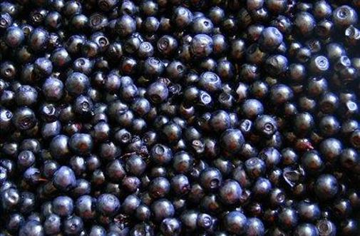 Po borovnice na vulkanski Smrekovec