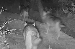 Kamera ujela redke prizore iz osrčja kočevskih gozdov #video