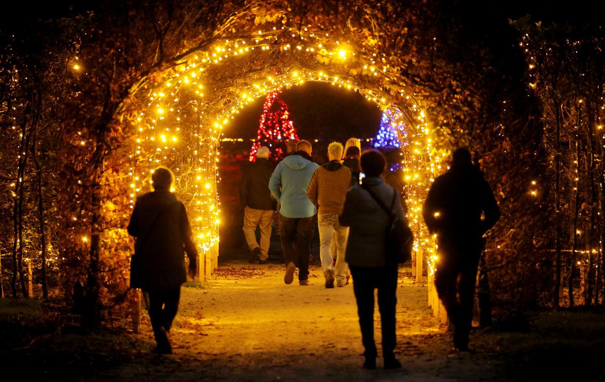 Arboretum Volčji potok, lučke, 2023 | Večerno osvetlitev je 30 delovnih dni ustvarjalo pet zaposlenih in dva zunanja sodelavca Arboretuma Volčji Potok. Večina lučk je LED-tehnologije, po izračunih pa bodo zanje porabili 20 kilovatnih ur električne energije na mesec. | Foto STA