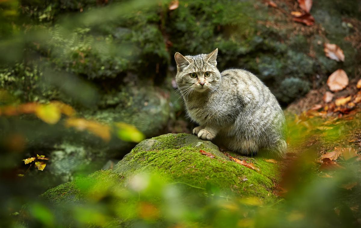 evropska divja mačka, divja žival | Na posnetek so ujeli tudi redkeje videno evropsko divjo mačko. (Fotografija je simbolična.) | Foto Shutterstock