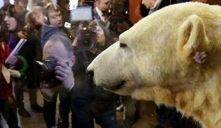 Priljubljeni medved Knut na razstavi v berlinskem muzeju